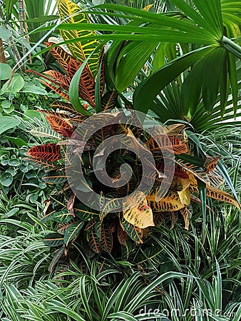 Croton, codiaum Â  - plant of the family Euphorbia in the garden Stock Photo